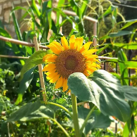 Apartament To Pefko - Mezzanines - *