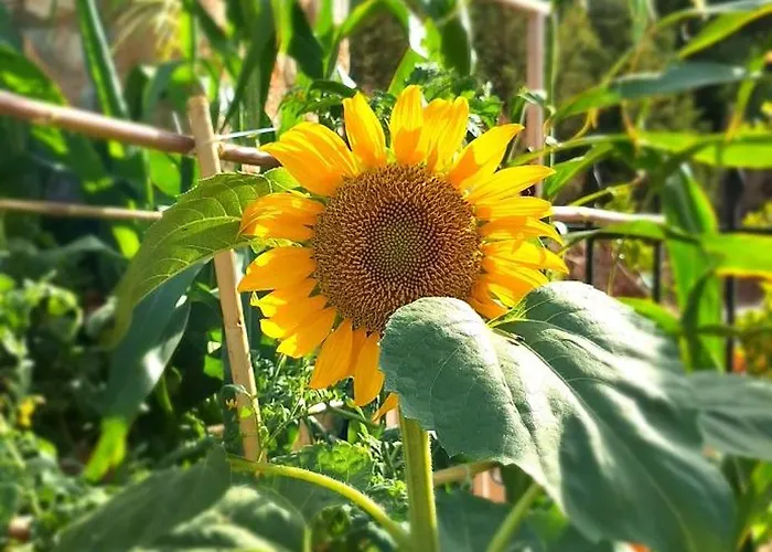 Apartman To Pefko - Mezzanines - *