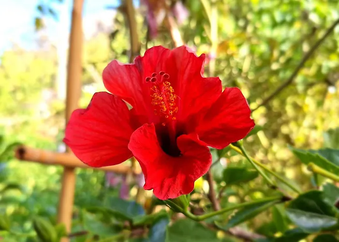 Apartman To Pefko - Mezzanines - *