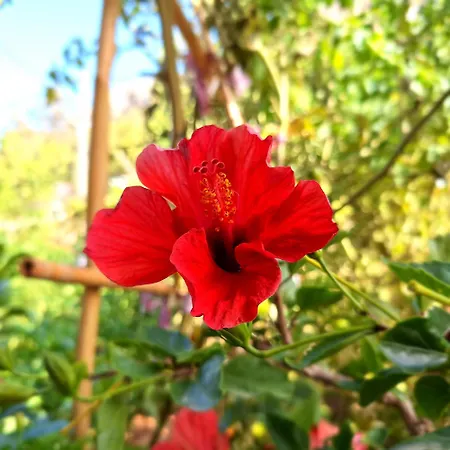 Apartment To Pefko - Mezzanines - *