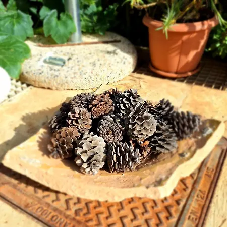 To Pefko - Mezzanines - * Meyísti